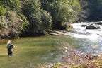 Red Quill Classic Dry Fly - 6 Flies Size 12